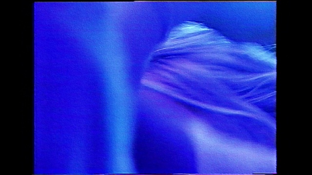 Video Reference: Blue, Purple, Violet, Electric blue, Cobalt blue, Monitor, Indoor, Screen, Laptop, Television, Computer, Table, Desk, Dark, Man, Sitting, Bed, White, Cat, Black, Laying, Desktop, Room, Majorelle blue, Text, Abstract, Aqua, Display, Blur