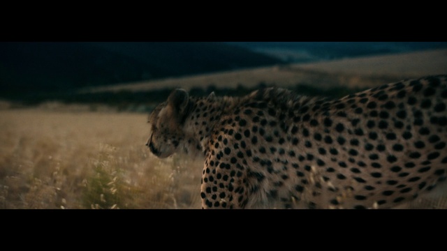 Video Reference: Wildlife, Cheetah, Terrestrial animal, Leopard, Felidae, Jaguar, Big cats, African leopard, Wilderness, Snout