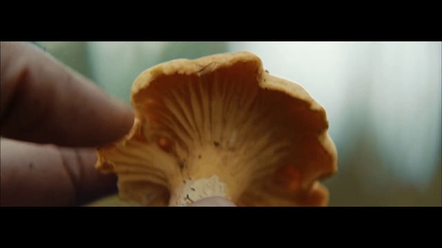 Video Reference: Medicinal mushroom, Mushroom, Oyster mushroom, Edible mushroom, Fungus, Pleurotus eryngii