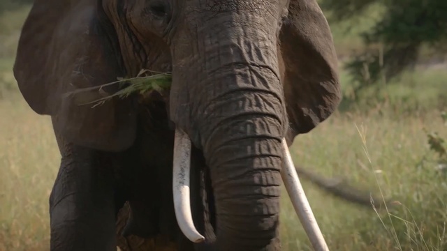 Video Reference: elephant, elephants and mammoths, terrestrial animal, wildlife, indian elephant, mammal, african elephant, tusk, safari, snout, Person