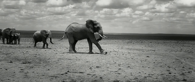 Video Reference: Elephant, Mammal, Elephants and Mammoths, Vertebrate, Terrestrial animal, Indian elephant, Wildlife, African elephant, Black-and-white, Photography, Person