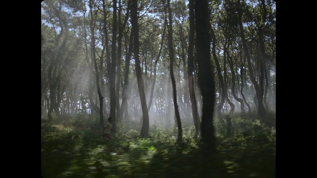 Video Reference: forest, woodland, ecosystem, nature, tree, vegetation, grove, spruce fir forest, old growth forest, atmosphere