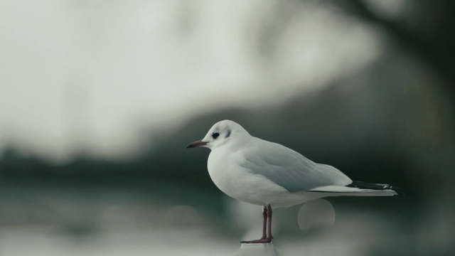 Video Reference: Bird, Beak, Gull, Seabird, Charadriiformes, Wildlife, Sky, European herring gull, Adaptation, Cloud