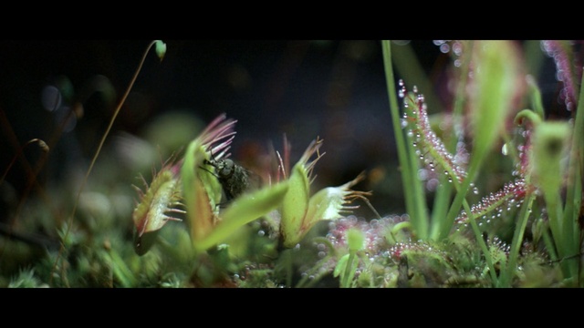 Video Reference: Nature, Vegetation, Terrestrial plant, Grass, Plant, Flower, Grass family, Botany, Leaf, Organism