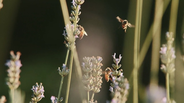 Video Reference: Flower, Lavender, Plant, Insect, Grass, Grass, Macro photography, Honeybee, Spring, Close-up