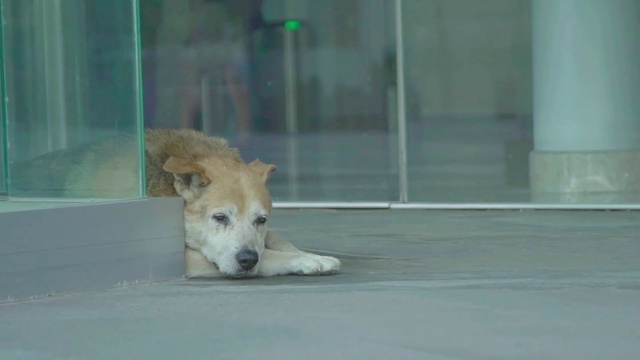 Video Reference: Mammal, Vertebrate, Dog, Canidae, Dog breed, Street dog, Carnivore, Snout, Canaan dog, Korean jindo dog