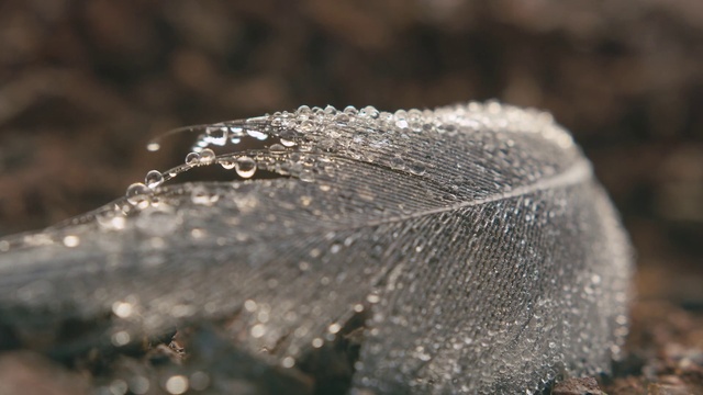 Video Reference: Moisture, Water, Dew, Frost, Leaf, Macro photography, Close-up, Drop, Morning, Freezing