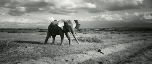 Video Reference: Photograph, Wildlife, Black-and-white, Monochrome photography, Grassland, Terrestrial animal, Pasture, Ecoregion, Grazing, Steppe, Person