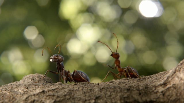 Video Reference: insect, pest, invertebrate, membrane winged insect, ant, macro photography, arthropod, organism, hornet, Person