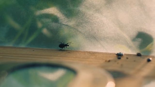 Video Reference: Insect, Green, Pest, Sky, Fly, Macro photography, Invertebrate, Membrane-winged insect, Landscape, Wildlife