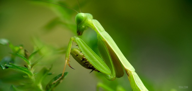 Video Reference: Insect, Mantis, Green, Mantidae, Macro photography, Close-up, Plant, Invertebrate, Organism, Flower