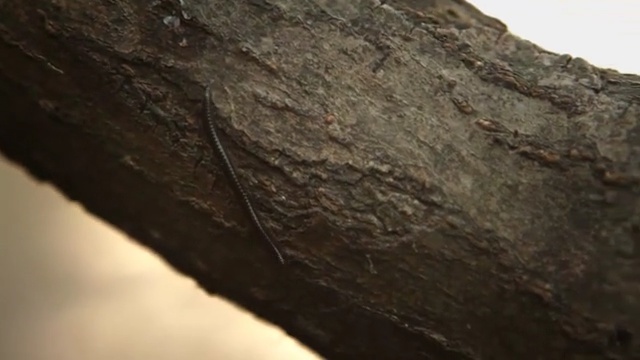 Video Reference: Rock, Geology, Brown, Wood, Tree, Formation, Plant, Bedrock