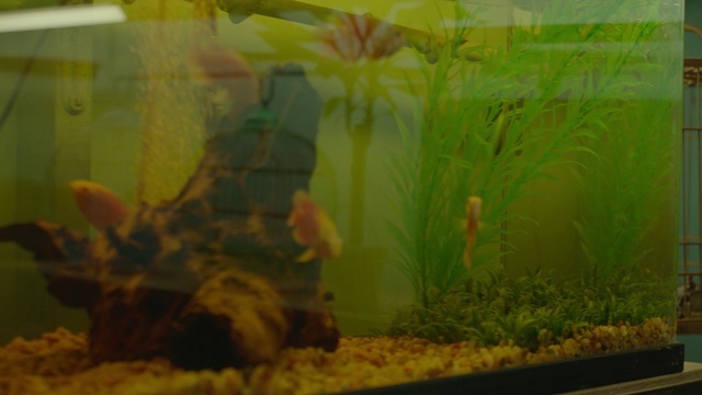 Video Reference: Freshwater aquarium, Aquarium, Nature, Organism, Aquarium lighting, Aquarium decor, Aquatic plant, Plant, Fish, Pet supply