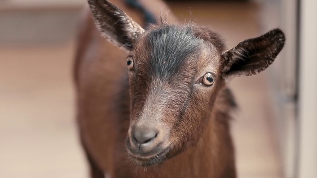 Video Reference: Goat, Goats, Vertebrate, Mammal, Horn, Goat-antelope, Snout, Wildlife, Mountain goat, Livestock