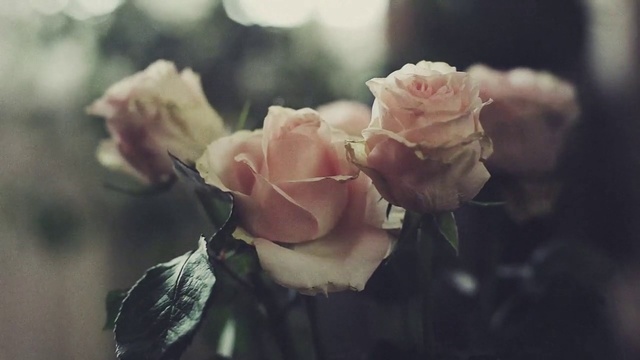 Video Reference: Garden roses, Flower, White, Pink, Petal, Rose, Rose family, Beauty, Plant, Yellow, Indoor, Table, Sitting, Small, Cake, Glass, Cream, Plate, Close, Food, Vase, Chocolate, Black, Red, Clear, Holding, Floribunda, Hybrid tea rose