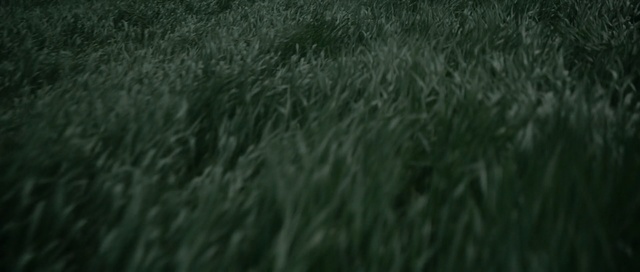 Video Reference: green, grass, ecosystem, grassland, atmosphere, field, grass family, black and white, prairie, meadow
