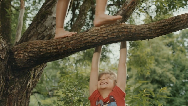 Video Reference: People in nature, Tree, Photograph, Trunk, Branch, Botany, Woody plant, Plant, Adaptation, Photography