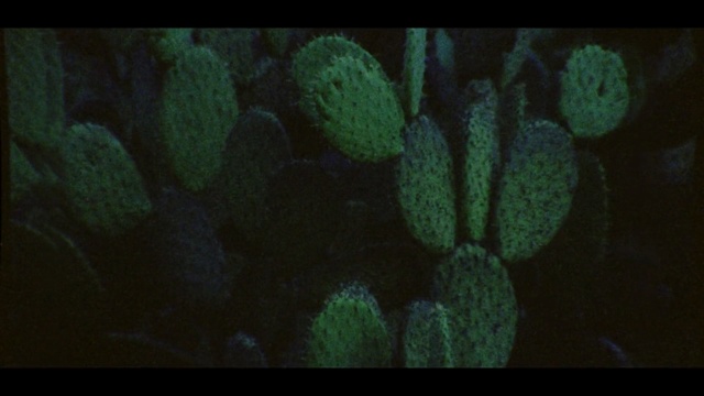 Video Reference: Cactus, Green, Organism, Leaf, Plant, Nopal, Biome, Adaptation, Botany, Barbary fig, Person