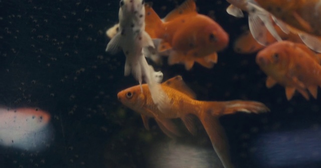 Video Reference: Fish, Koi, Feeder fish, Organism, Marine biology, Goldfish, Fish, Tail, Fin, Bony-fish