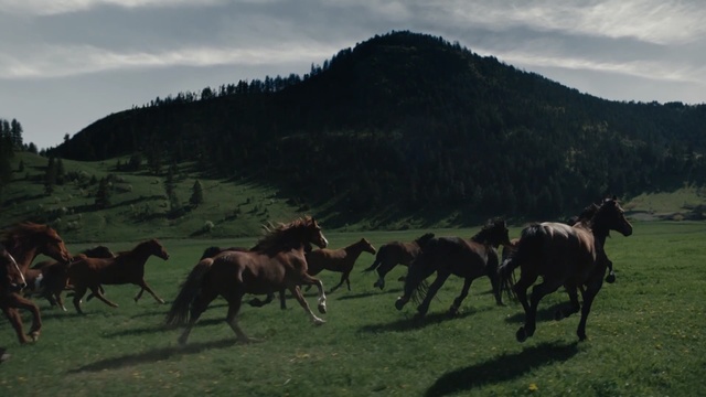 Video Reference: Herd, Horse, Grassland, Pasture, Grazing, Wildlife, Ranch, Mustang horse, Sky, Livestock, Person