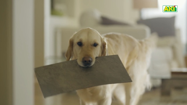 Video Reference: Dog breed, Dog, Mammal, Canidae, Retriever, Golden retriever, Companion dog, Carnivore, Labrador retriever, Sporting Group