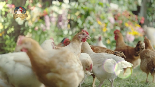 Video Reference: Chicken, Bird, Rooster, Galliformes, Beak, Poultry, Fowl, Livestock, Adaptation, Grass