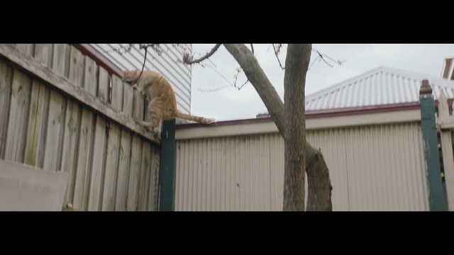 Video Reference: Roof, Siding, Wall, House, Property, Shed, Fence, Wood, Architecture, Tree