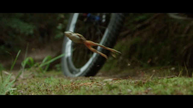 Video Reference: fauna, grass, bird, beak, wildlife, tree, grass family, plant, forest, screenshot