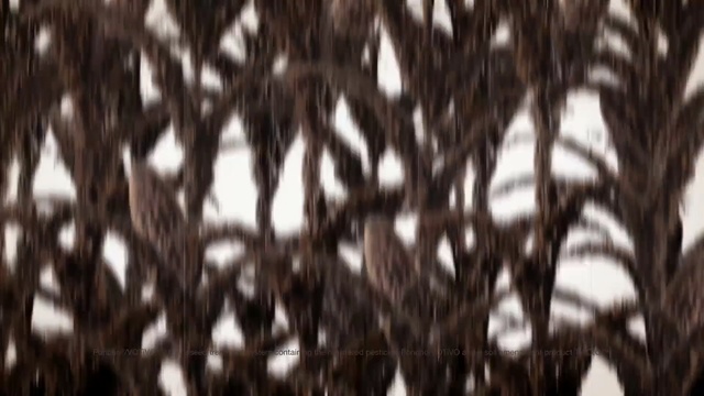 Video Reference: tree, branch, black and white, twig, pattern