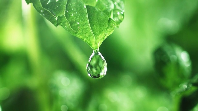Video Reference: Green, Leaf, Water, Drop, Nature, Dew, Moisture, Macro photography, Close-up, Plant