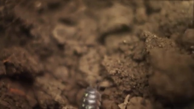 Video Reference: Nature, Soil, Brown, Close-up, Formation, Organism, Photography, Macro photography, Wildlife, Insect