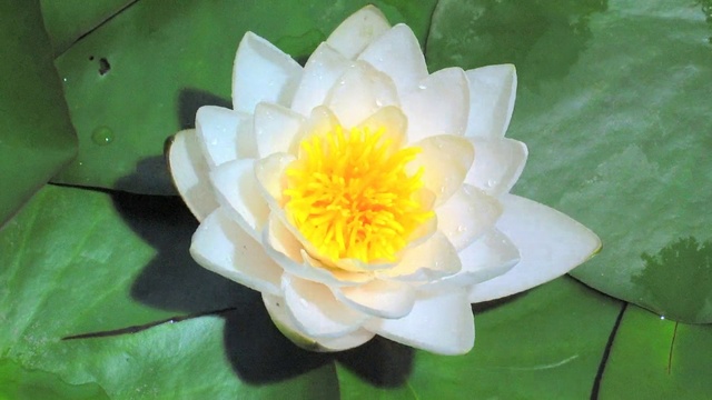 Video Reference: Flower, fragrant white water lily, Flowering plant, Petal, Aquatic plant, water lily, Sacred lotus, Lotus family, Lotus, Plant