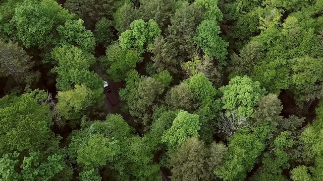 Video Reference: Vegetation, Green, Forest, Natural environment, Plant, Biome, Kale, Tree, Leaf vegetable, Rainforest