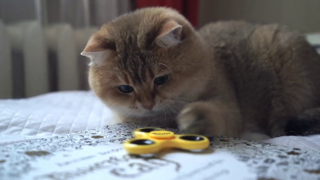 Video Reference: Cat, Small to medium-sized cats, Felidae, Whiskers, Domestic short-haired cat, Snout, Kitten, Carnivore, Scottish fold, European shorthair