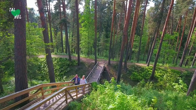 Video Reference: Nature reserve, Nature, Forest, Natural environment, Tree, Natural landscape, Vegetation, Jungle, Valdivian temperate rain forest, Biome