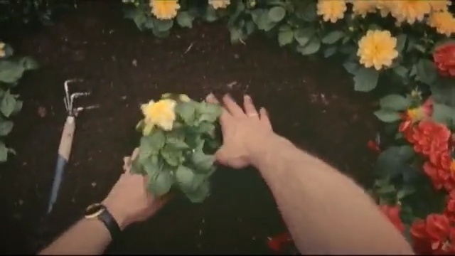 Video Reference: flower, plant, yellow, flora, floristry, flower arranging, flowering plant, rose family, rose, petal