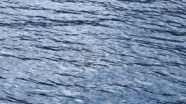 Video Reference: water, wave, ocean, sea, wind wave, water resources, sky, reflection, sunlight, river