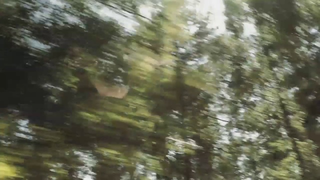 Video Reference: Tree, Nature, Vegetation, Forest, Natural environment, Jungle, Nature reserve, Old-growth forest, Woodland, Biome