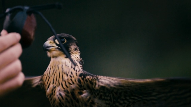 Video Reference: beak, bird, falcon, fauna, bird of prey, feather, wildlife, wing
