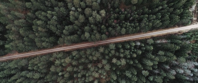 Video Reference: tree, wood, grass