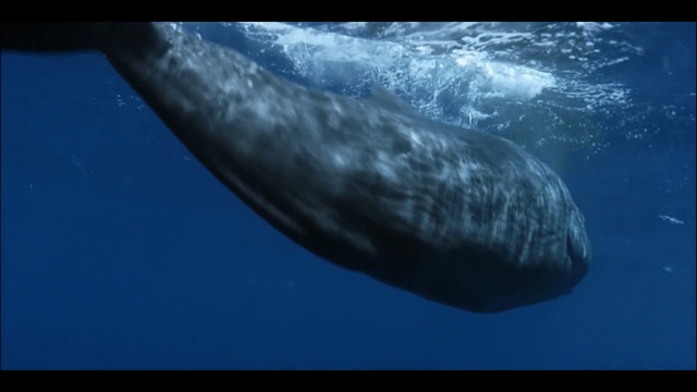 Video Reference: Marine mammal, Water, Underwater, Cetacea, Marine biology, Organism, Whale, grey whale, Sperm whale, Manatee