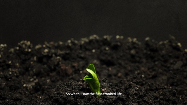 Video Reference: Soil, Plant, Organism, Adaptation