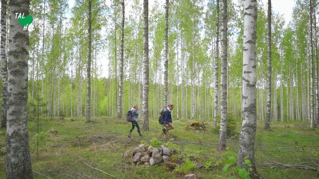 Video Reference: Tree, Forest, Woodland, Natural environment, Birch, Northern hardwood forest, Nature reserve, Woody plant, Old-growth forest, Natural landscape