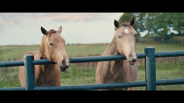 Video Reference: Horse, Mammal, Vertebrate, Hair, Mane, Pasture, Mare, Snout, Stallion, Mustang horse