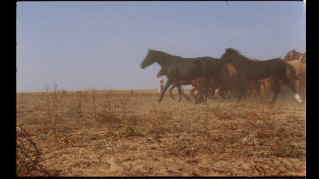Video Reference: Horse, Pasture, Herd, Steppe, Ecoregion, Mane, Grassland, Mare, Mustang horse, Terrestrial animal