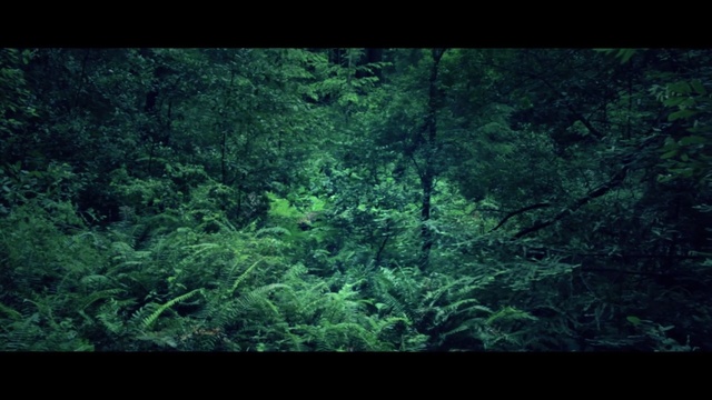 Video Reference: vegetation, forest, green, ecosystem, nature, rainforest, old growth forest, tropical and subtropical coniferous forests, nature reserve, jungle
