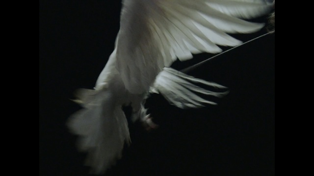 Video Reference: White, Feather, Wing, Bird, Beak, Close-up, Tail, Photography, Cockatoo, Black-and-white