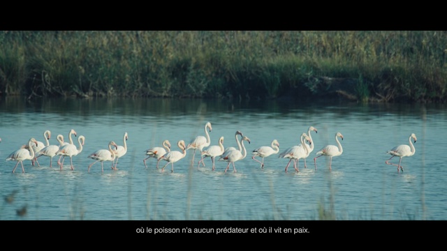 Video Reference: water, bird, ecosystem, water bird, flamingo, reflection, seabird, beak, pond, wetland