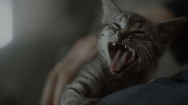 Video Reference: kitty, domestic cat, cat, feline, domestic animal, pet, kitten, tabby, fur, domestic, eyes, whiskers, cute, furry, face, animal, adorable, fluffy, eye