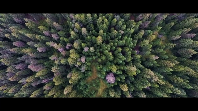 Video Reference: Canadian fir, Plant, Tree, Flower, Biome, shortleaf black spruce, sitka spruce, Colorado spruce, Fir, lodgepole pine